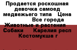 Продается роскошная девочка самоед медвежьего типа › Цена ­ 35 000 - Все города Животные и растения » Собаки   . Карелия респ.,Костомукша г.